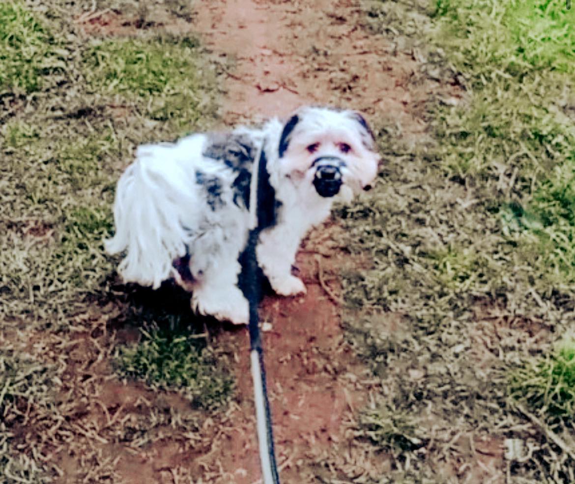 Jog My Dog Meet Teddy👋🐶 who is enjoying solo walkies at...