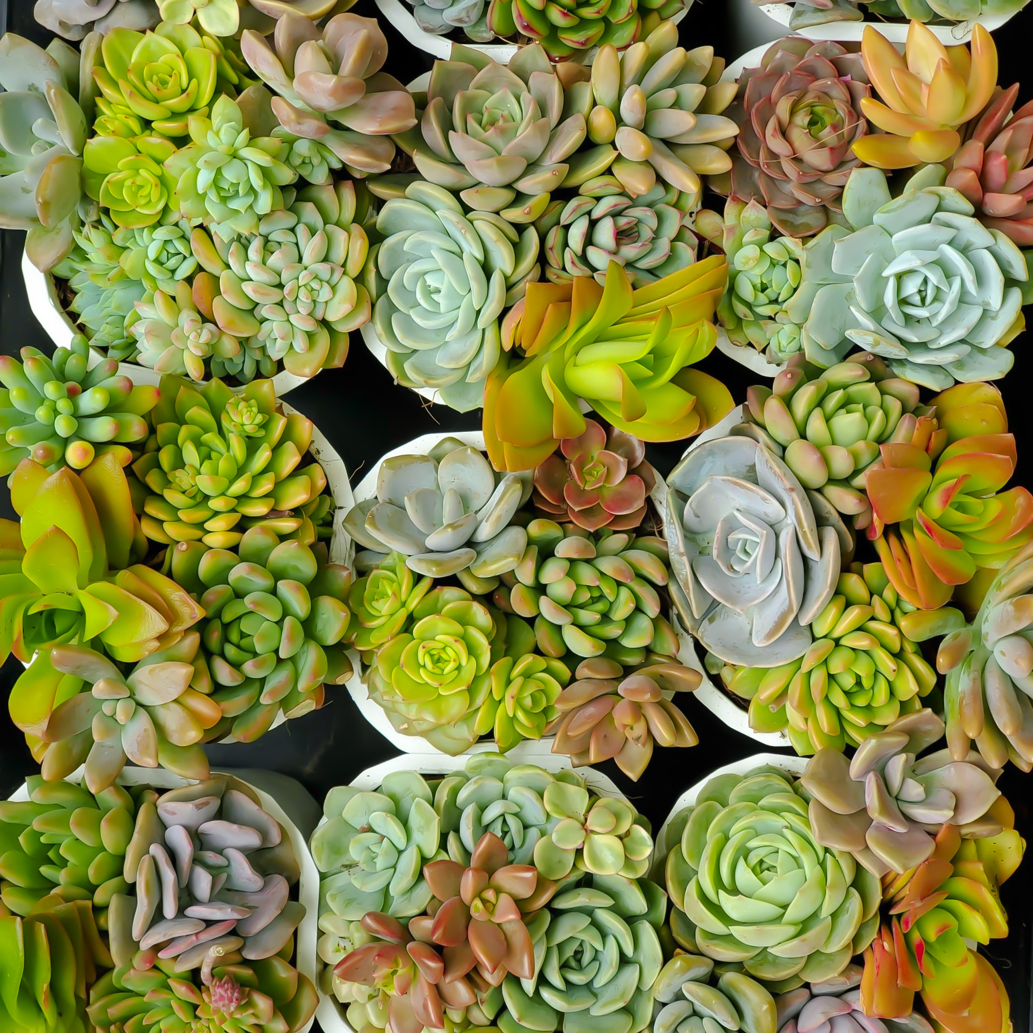 RA MẮT BỘ SƯU TẬP SEN... - The Rare Rium - Plant & Moss Art