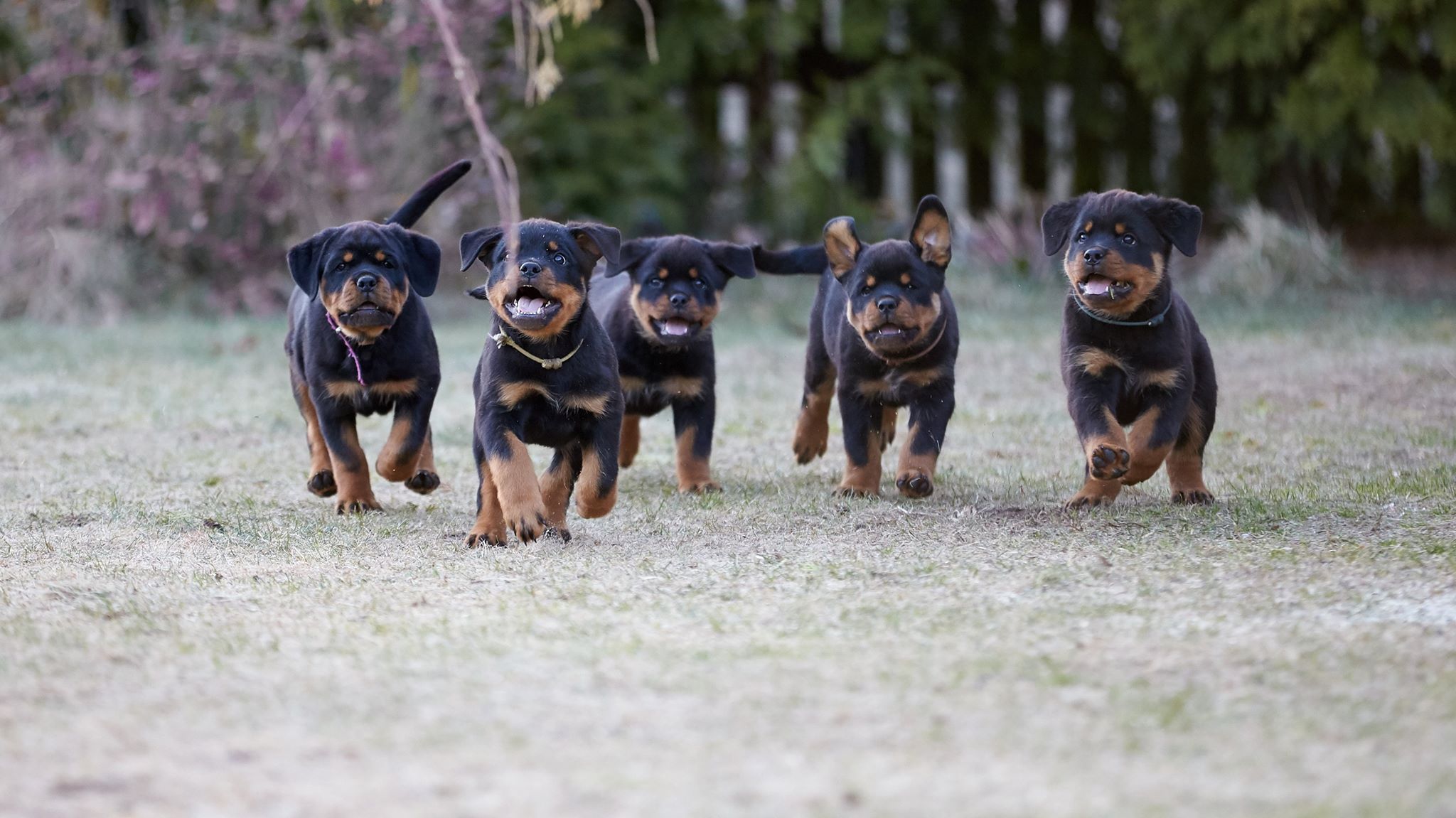 Rottweiler ZKwP/FCI - Hodowla i Pasja - CH.PL MAD MAX Veckarott ( PRIMO ...
