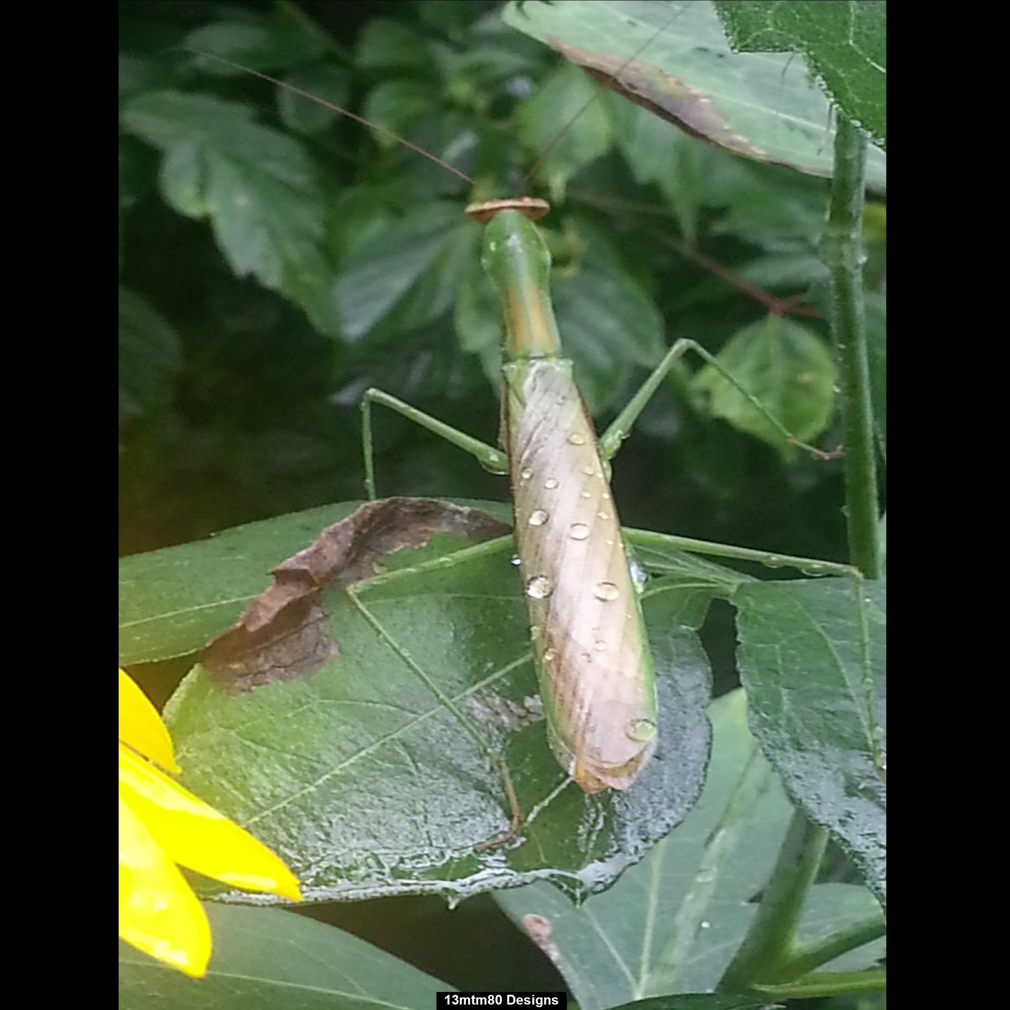 Praying mantis photo from Walbridge, Ohio