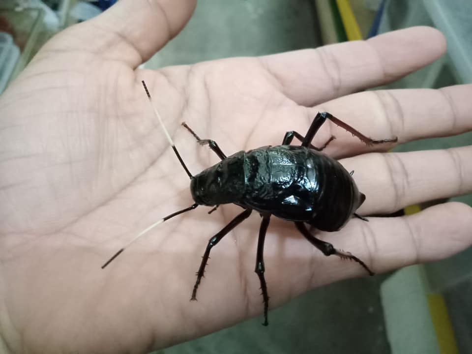 Archiblatta hoeveni, large winged roach found in West Malaysia