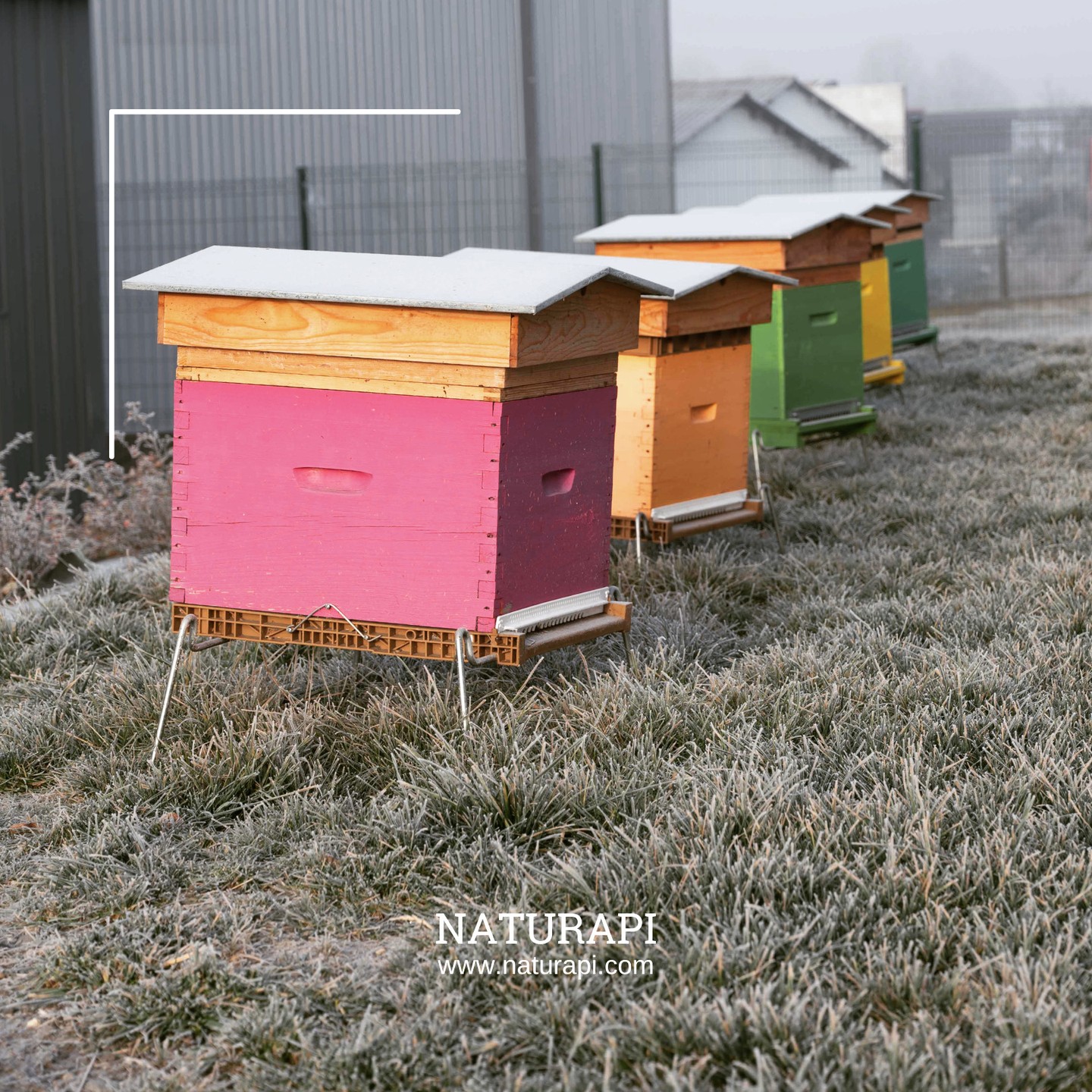 Naturapi Apiculture - Nos ruches dans le givre ce matin Heureusement ...