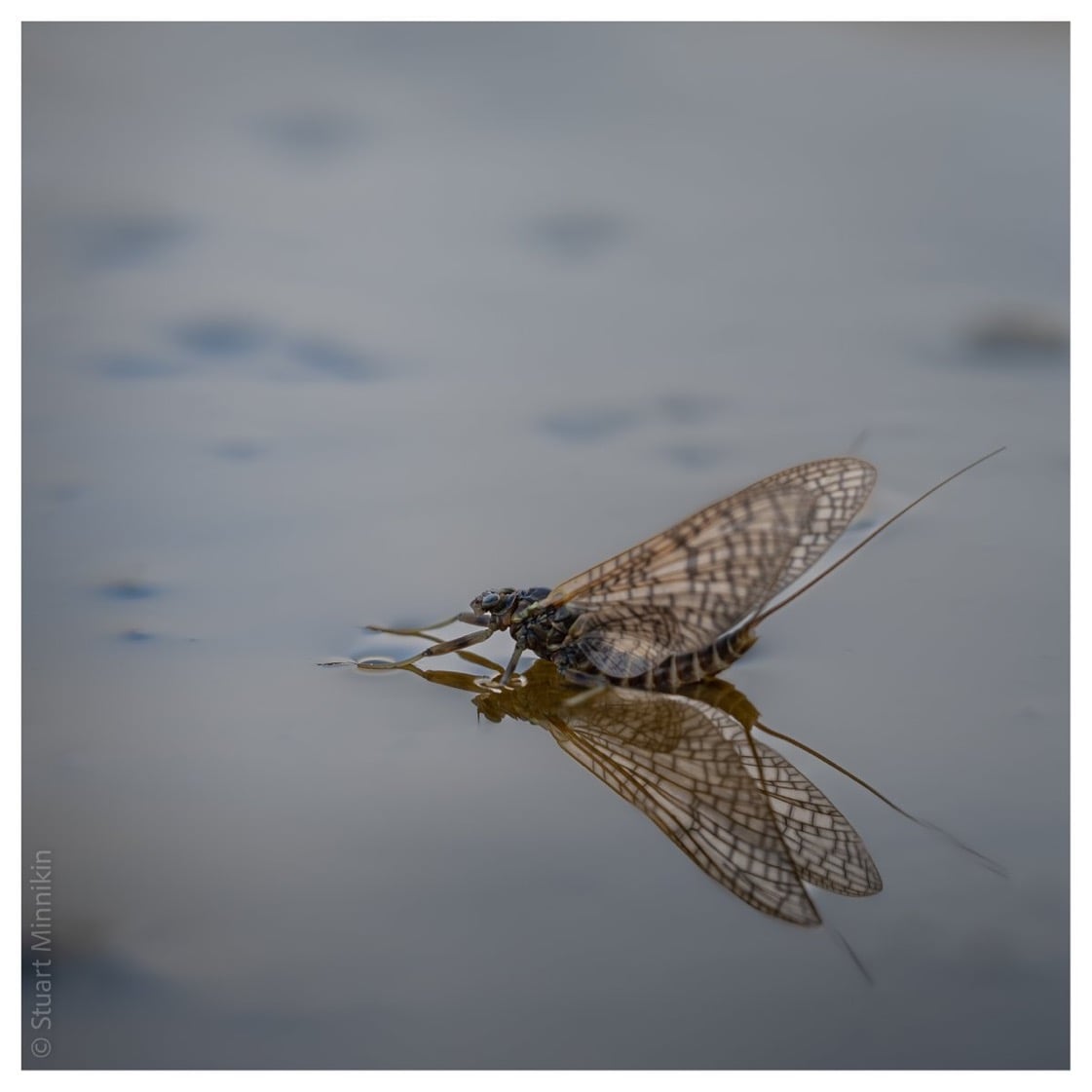 What is March Brown Limited Hidden Water fly rod?