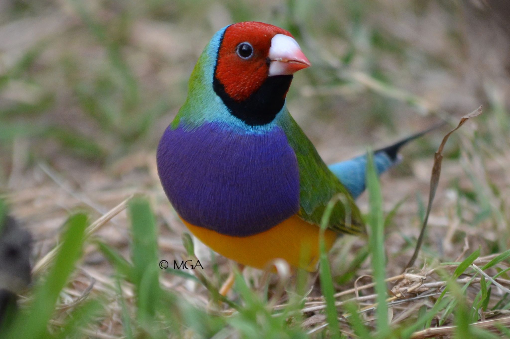 Filmed these Emblemas in our aviary feeding on soaked white French ...