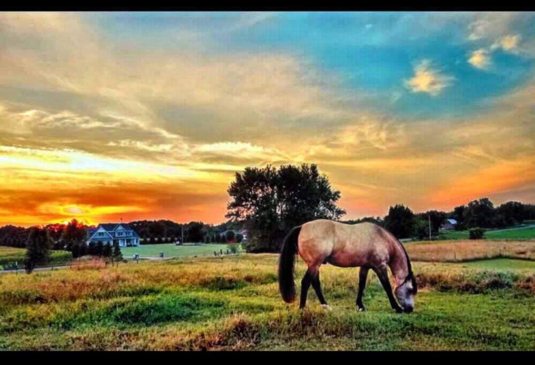 GolDun Ridge Ranch - Foundation Quarter Horses