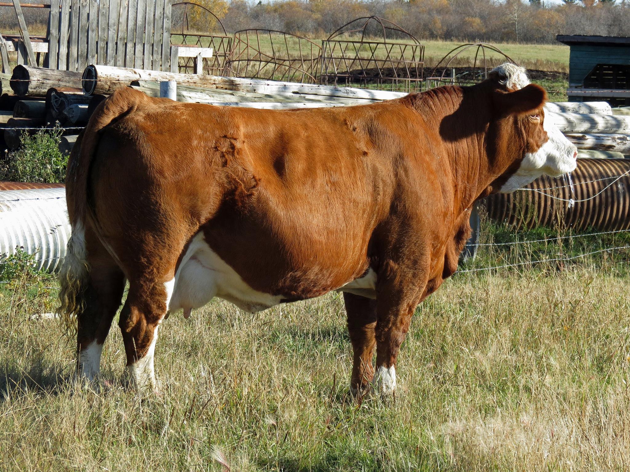 Canadian Simmental... - Canadian Simmental Association