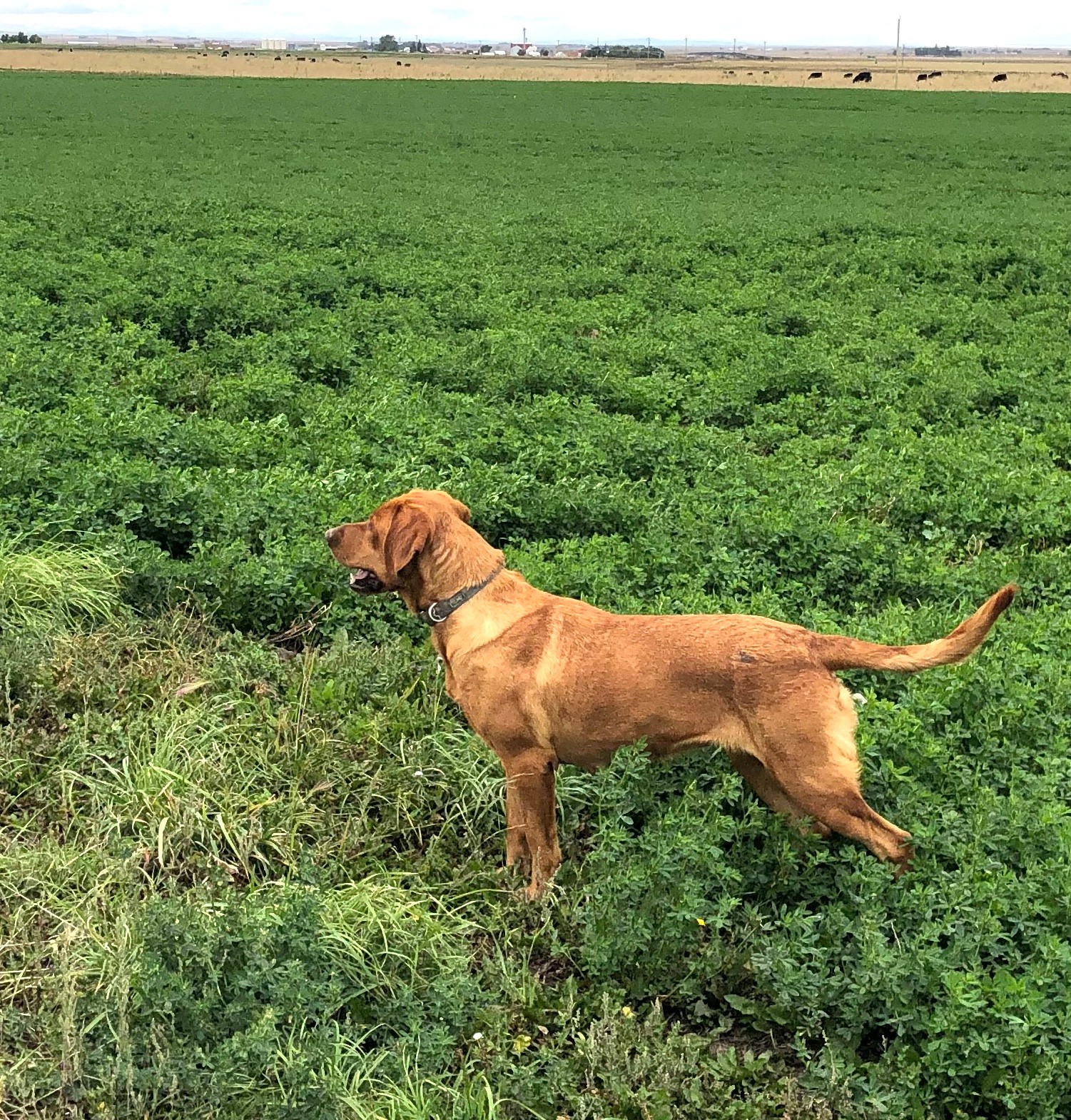 Windy Ridge Pointing Labrador Retrievers | Raymond AB