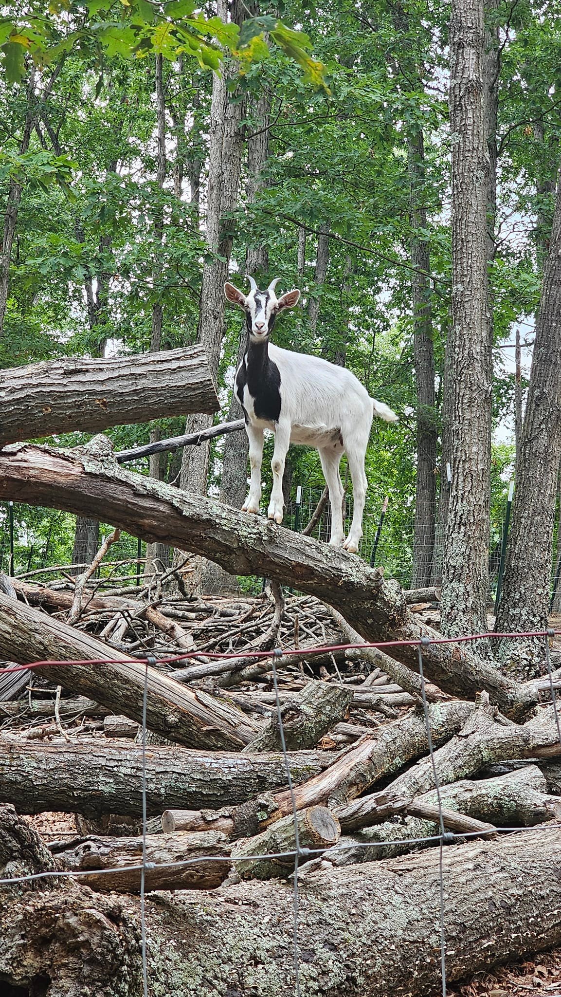 Tree Dragon Farm LLC | Romney WV