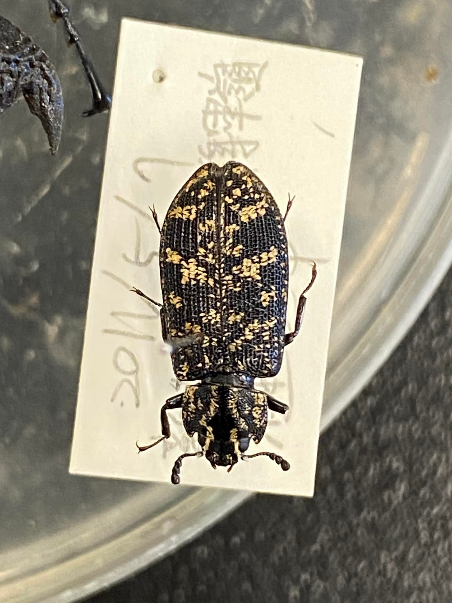 What genus or species is this Taiwanese stick insect?