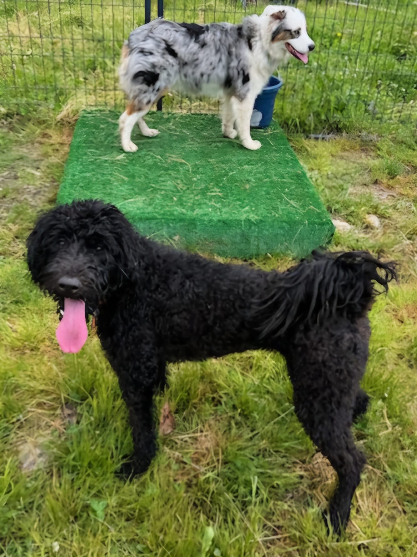 Rocky Ridge Dog Training Academy | Sedgwick ME