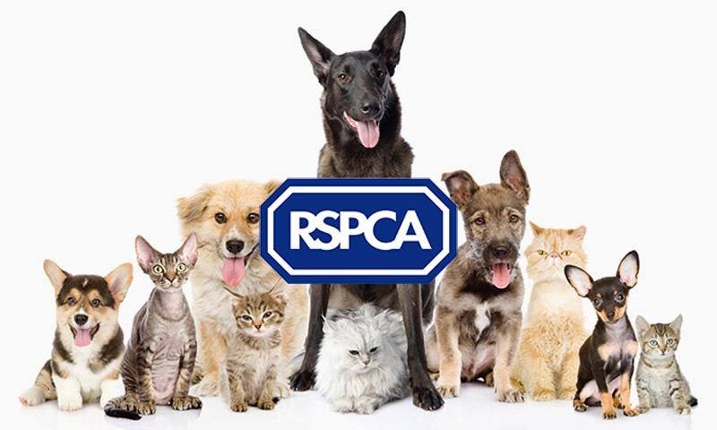 Springhead - RSPCA Charity Shop | Oldham