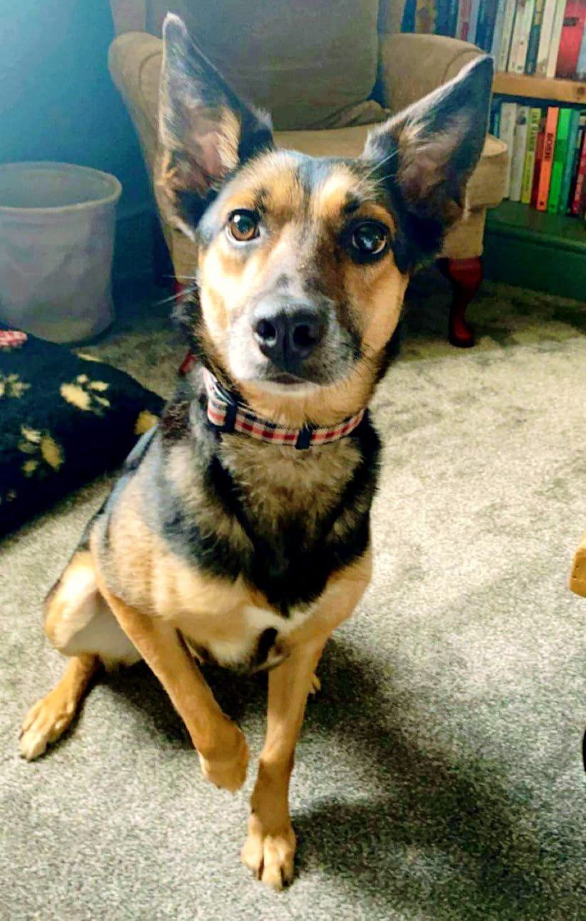 Good news post 🎉 The beautiful... - Roaming Dogs Rescue | Facebook