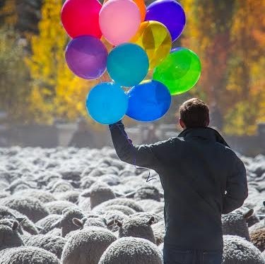 Sheepdog Trails’ Finals... - Trailing of the Sheep Festival | Facebook