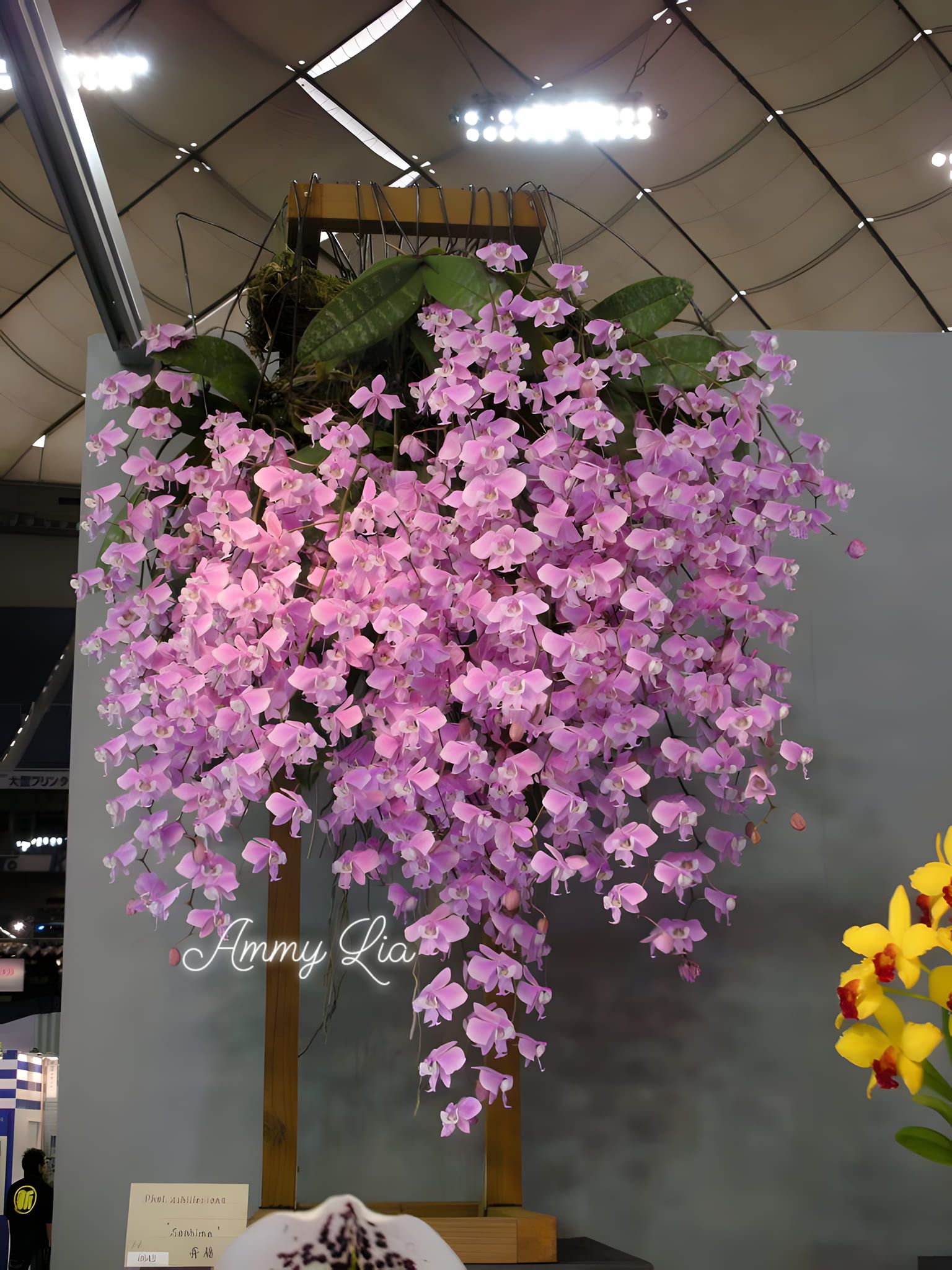 Phal. schilleriana x sib 🌸 #蝴蝶蘭 #初花