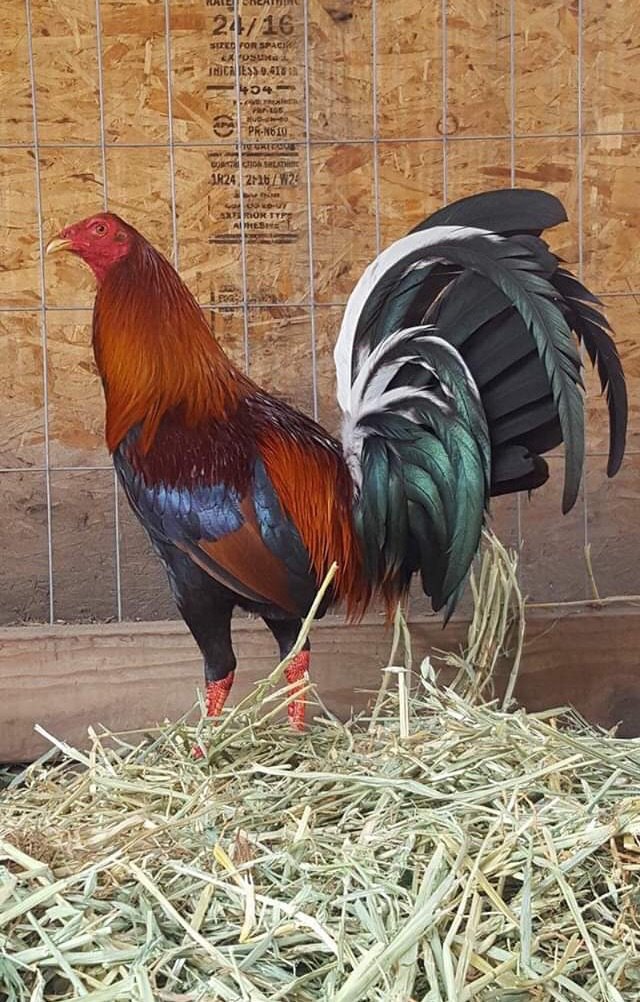 Gallera