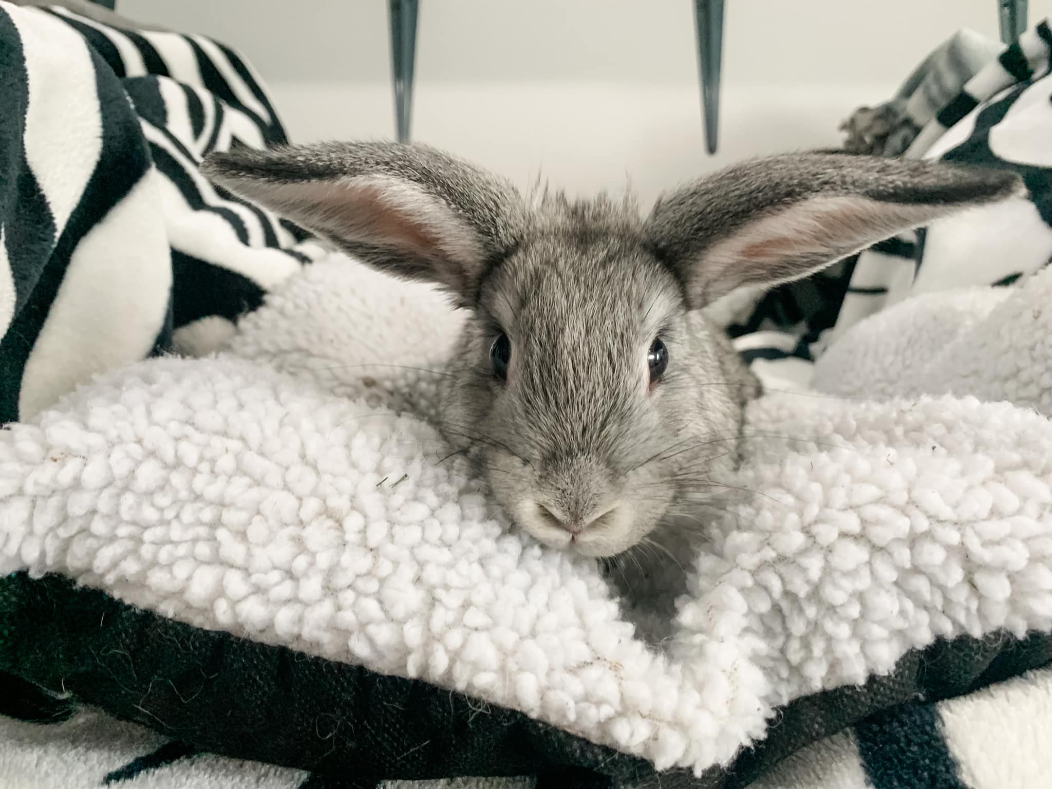 Baby Lorax is available! Lorax is... - Rascally Rabbit Rescue