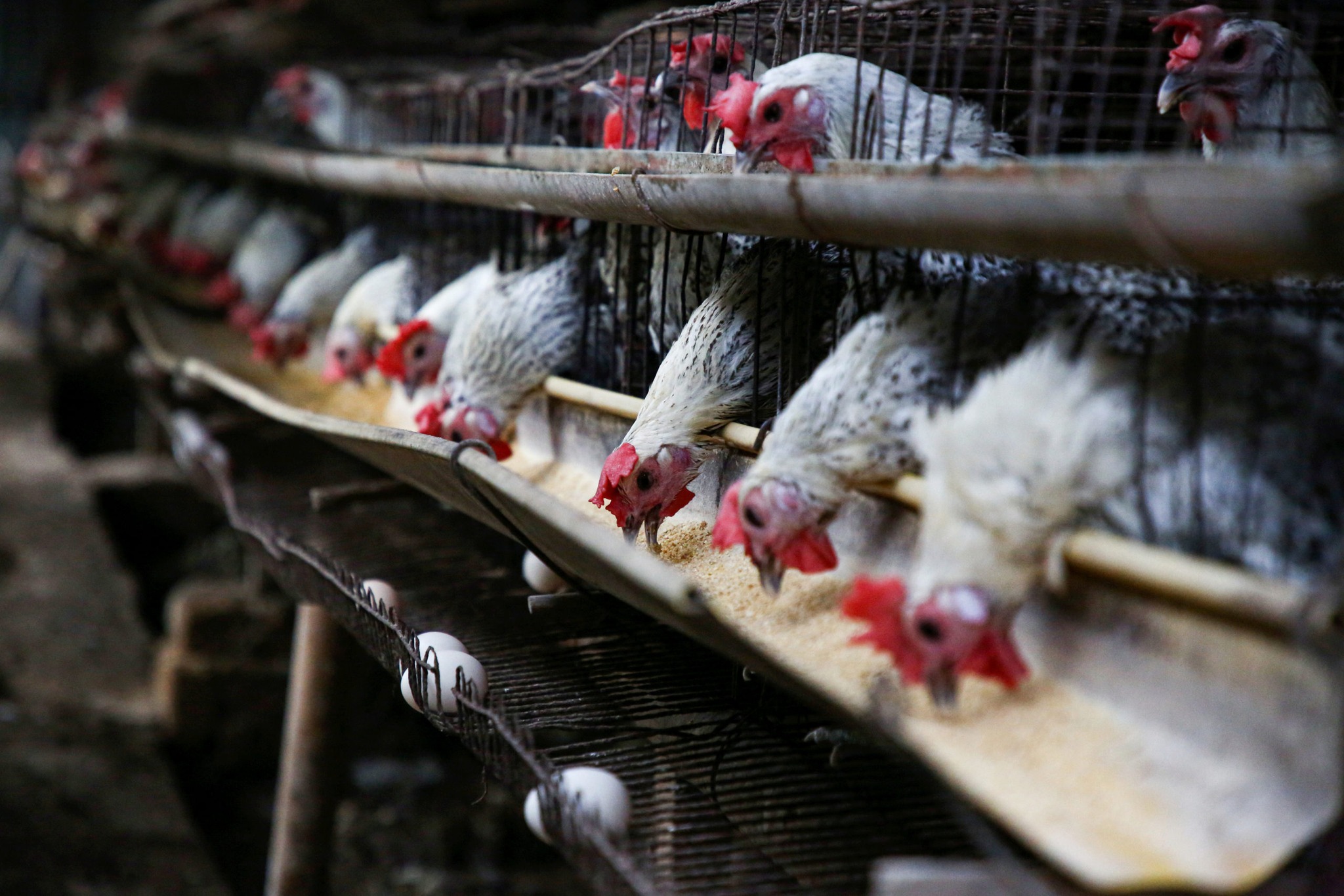 Dunia Ternak Ayam | Bengkulu