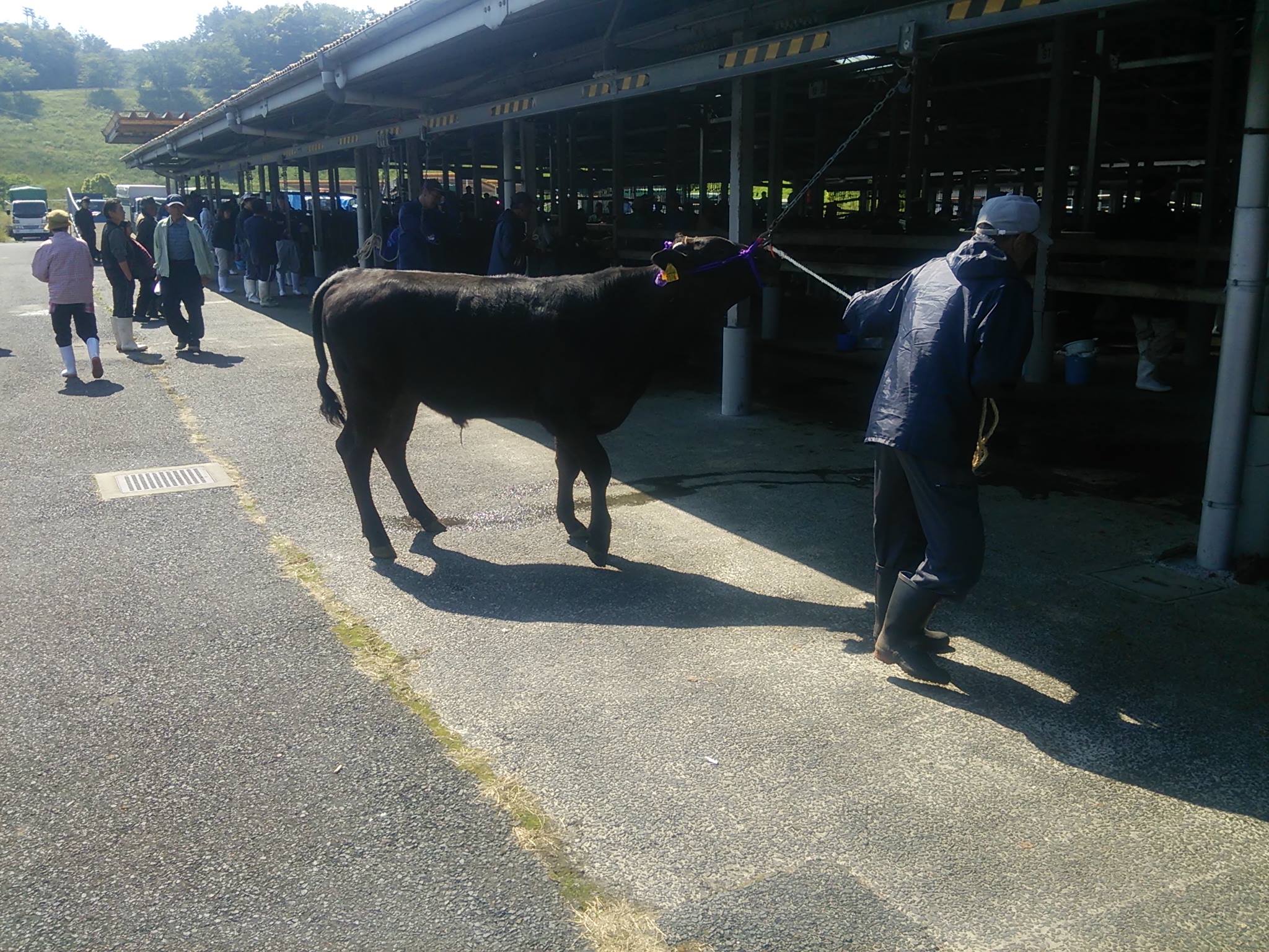 岡山種雄牛センター 百合勝安 安福久 安美勝 去勢 日齢２６５日 体重３３０キロ Facebook