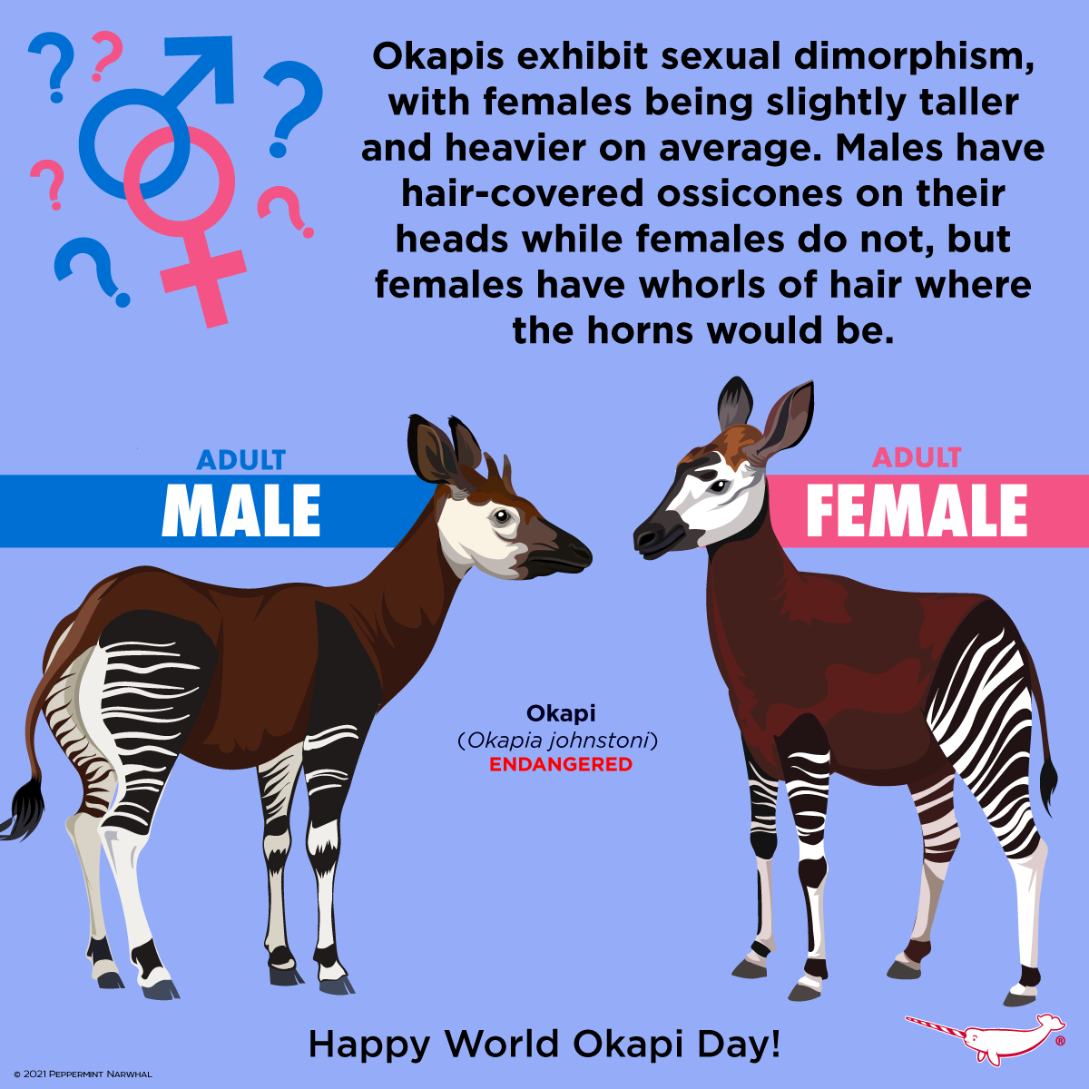 Okapi sex differences and characteristics