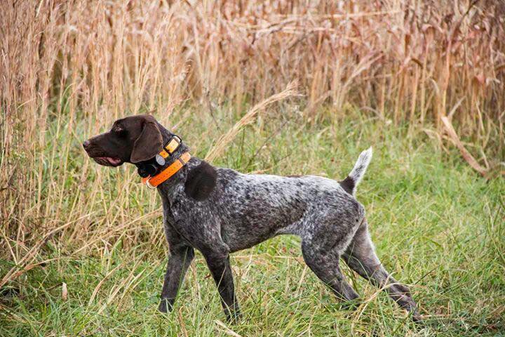 Clinch River Pointers & Retrievers