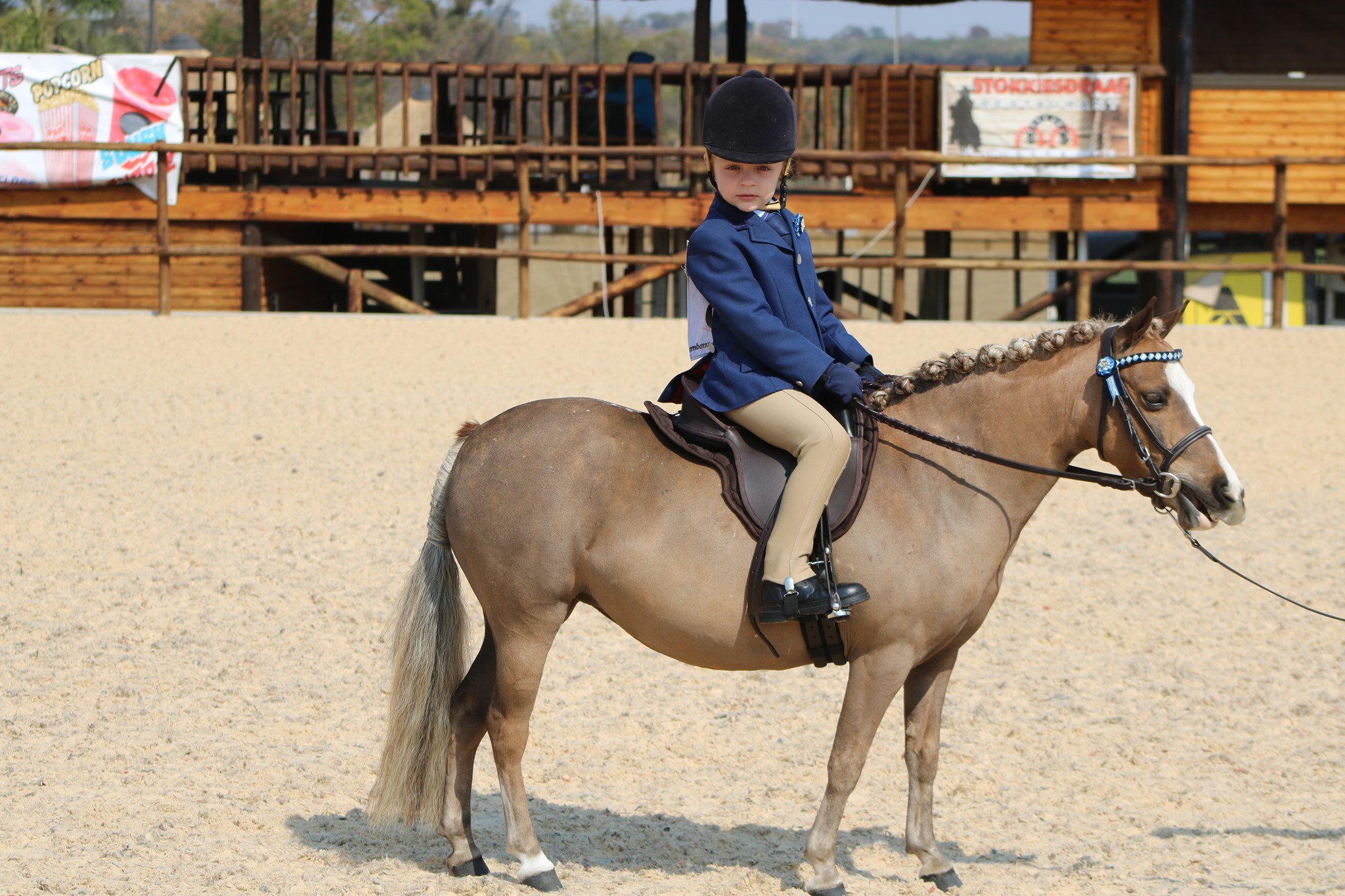 Baroque Pinto... - Baroque Pinto Horses in South Africa