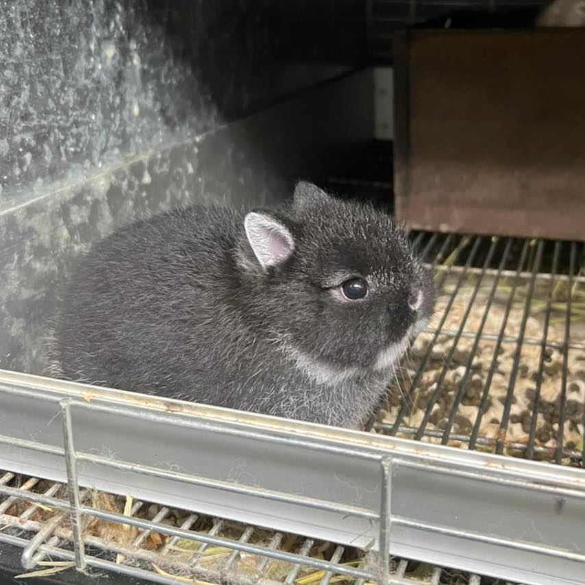 KB Rabbit - อุ้ย !! 😍😍😍 #kbrabbit #kbchinchilla...