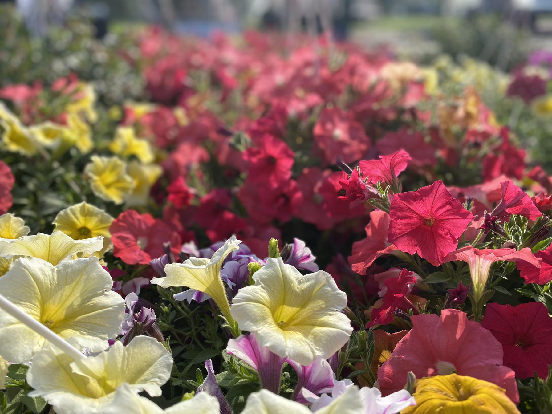 Rolling Ridge Farms | Imlay City MI