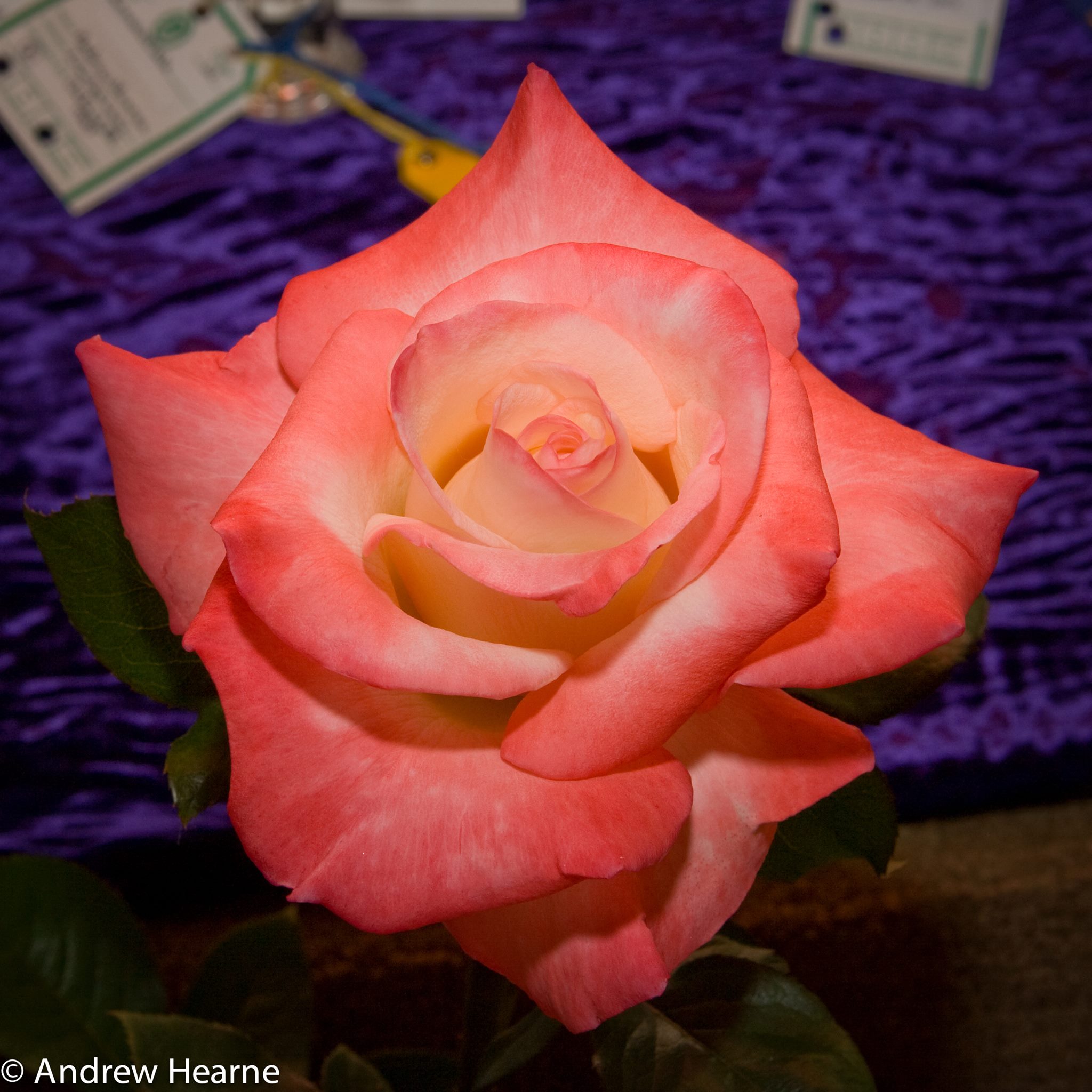 Reading-Berks Rose Society - Great article 