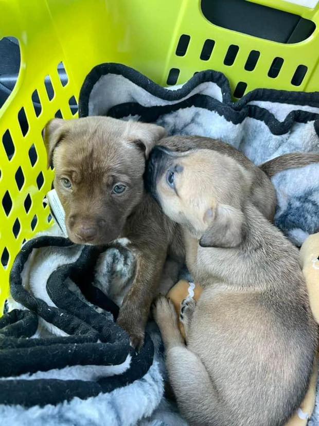 Please welcome Bonnie and Clyde to... - It's a Pittie Rescue | Facebook