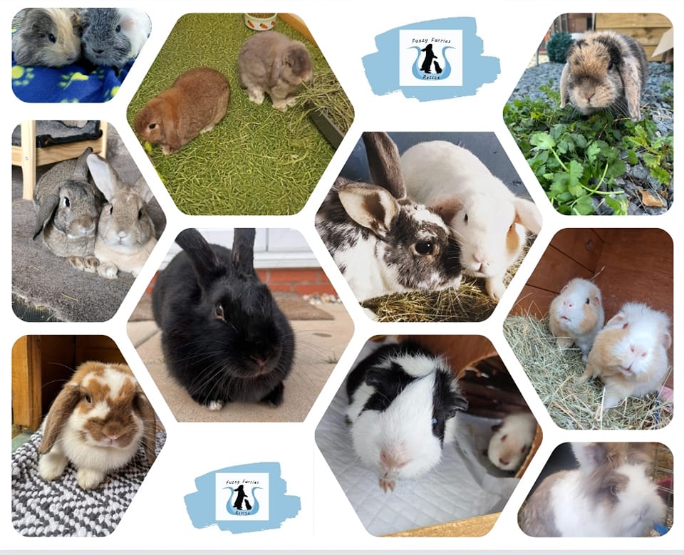 Fuzzy Furries Animal Sanctuary & Rescue Shrewsbury