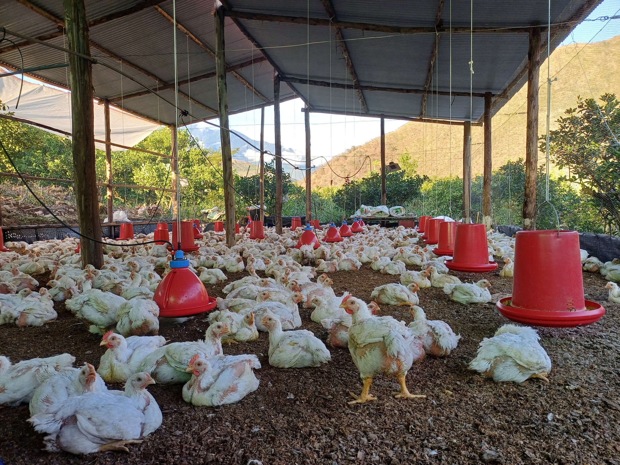 Pollos del Valle - pollos frescos de campo
