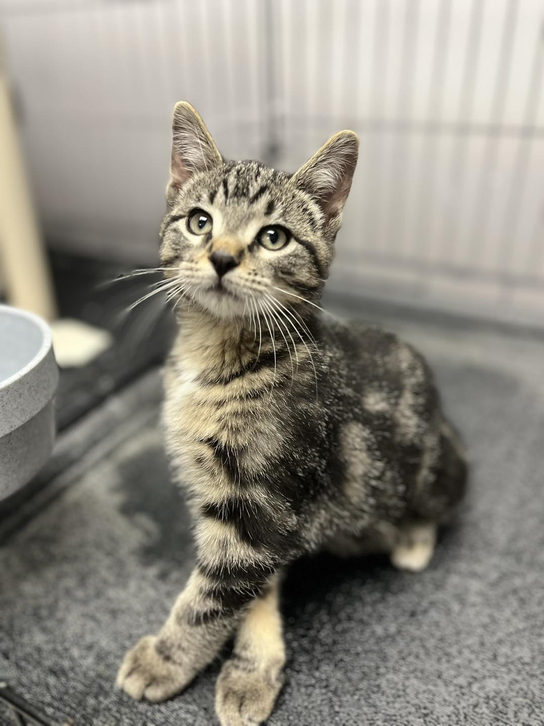 ♥️♥️♥️♥️ Could... - Henry County Humane Society - Geneseo, IL | Facebook