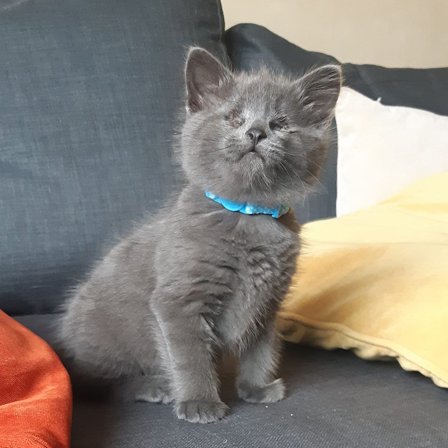 Morning breakfast time! | Benjamin the blind kitten