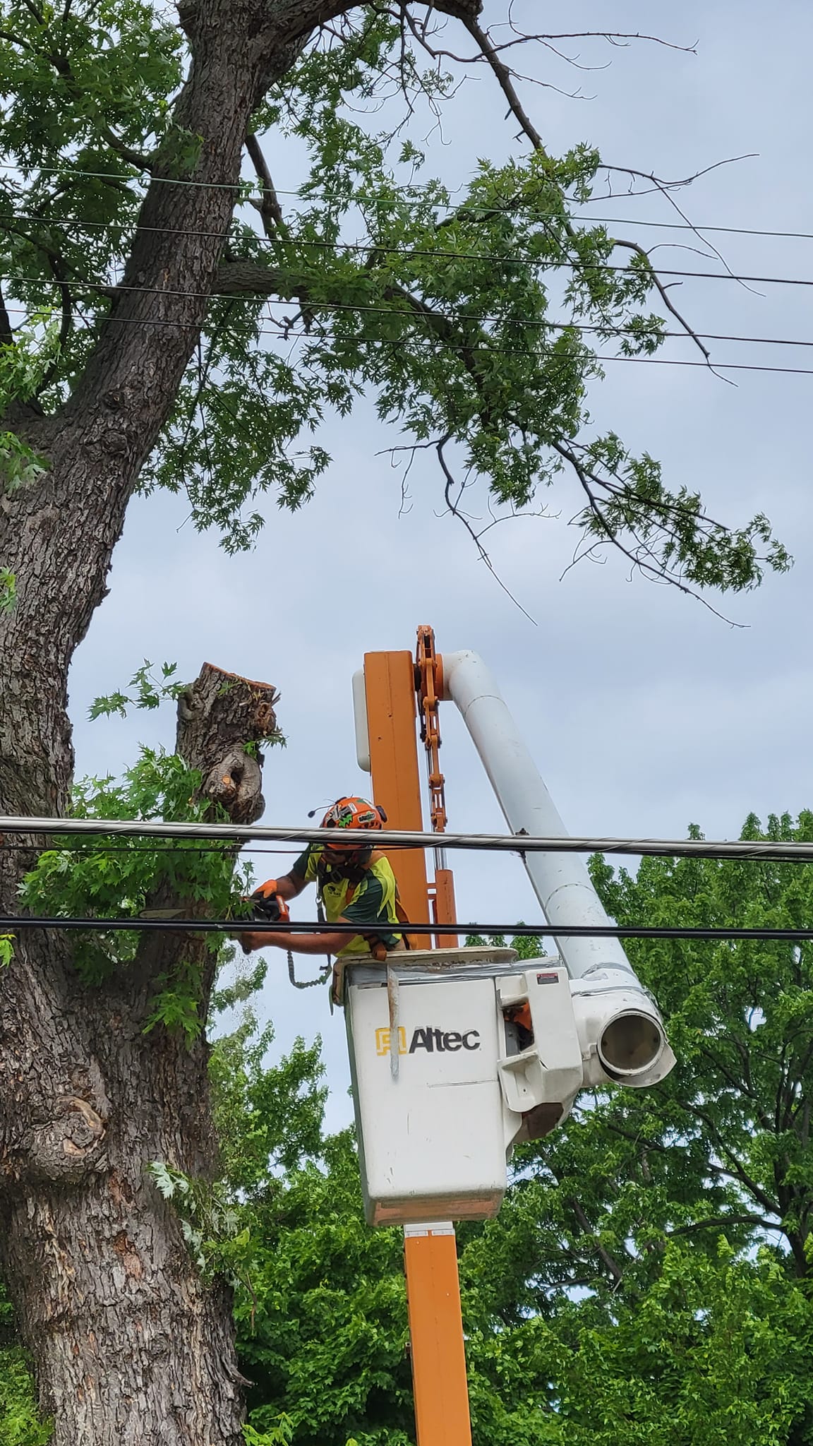 Al's Tree Service Llc. | Lake County OH