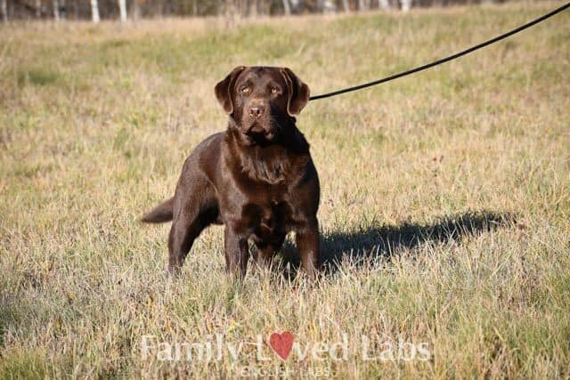 Introducing Timber! Timber is our... - Family Loved Labs | Facebook