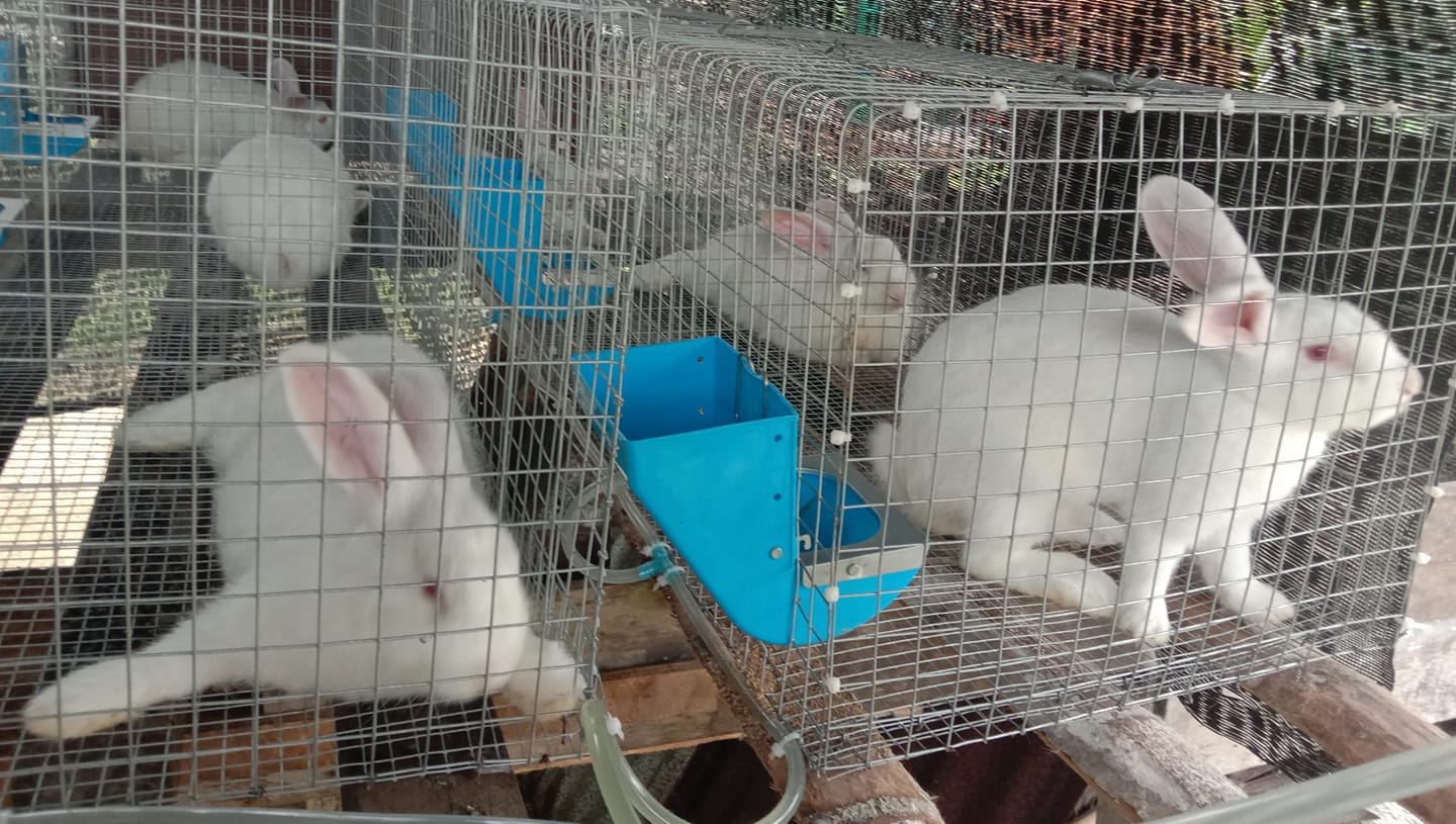 Di Rabbitry & Agro Farm