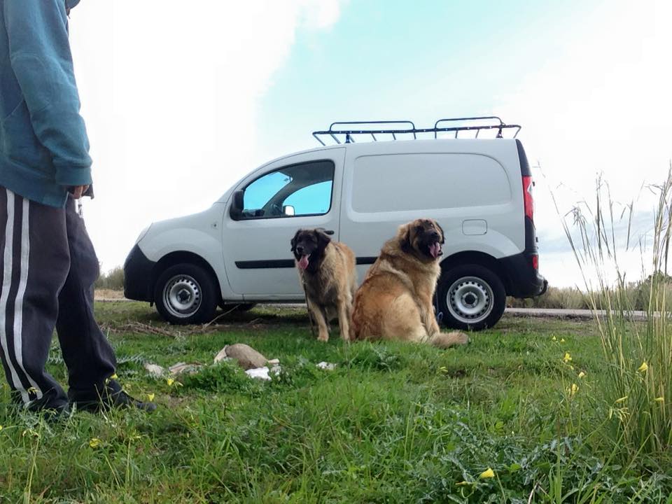 The... - Pack Instinct dog training, rehabilitation, walking
