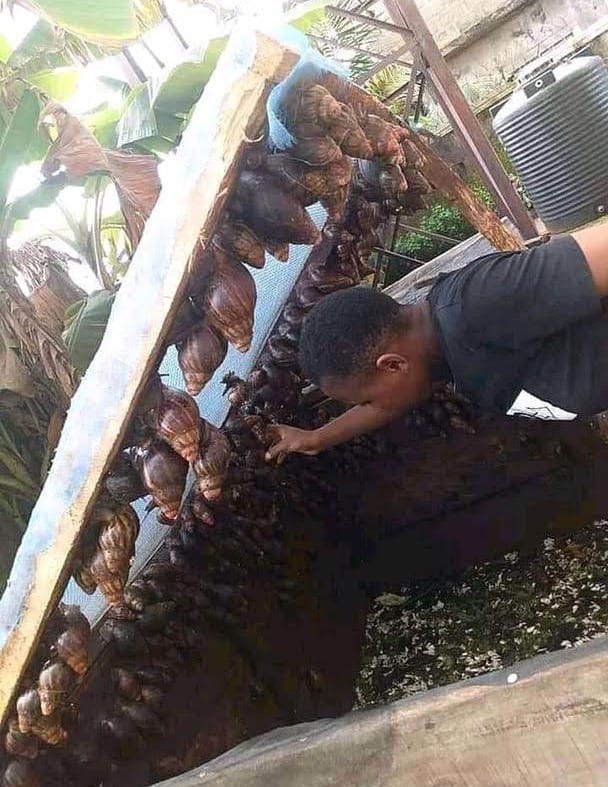 TEEKPAH AGRI-EXTENSION AND AGRIBUSINESS SOLUTIONS - TAAS COMMUNITY ...
