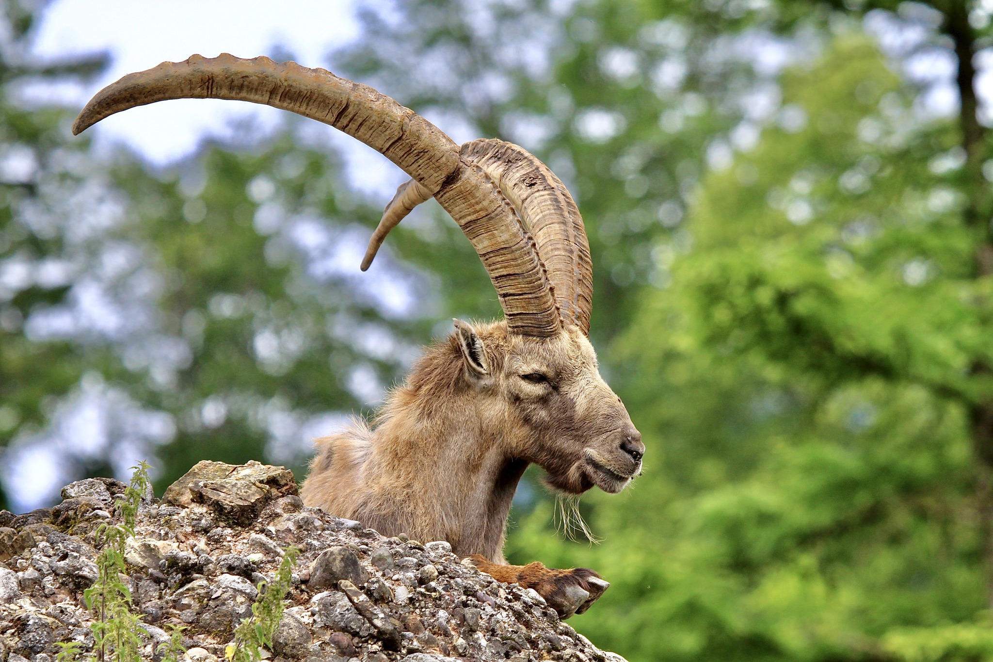 Sebastian - THE HORNED ONE The Alpine Ibex is a species of wild ...