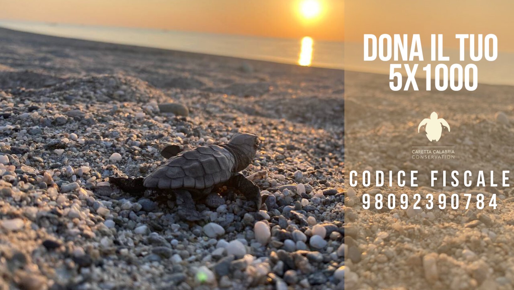 Caretta Calabria Conservation | Cosenza