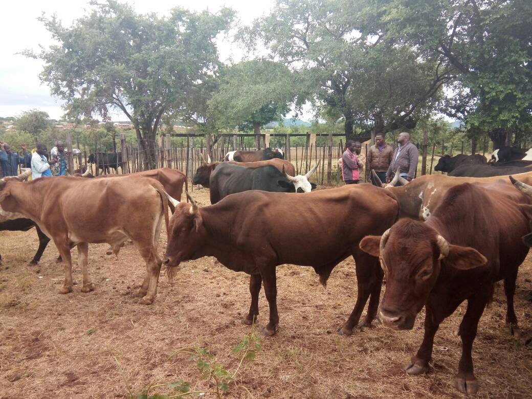 As Rushinga RDC we hold... - Rushinga Rural District Council