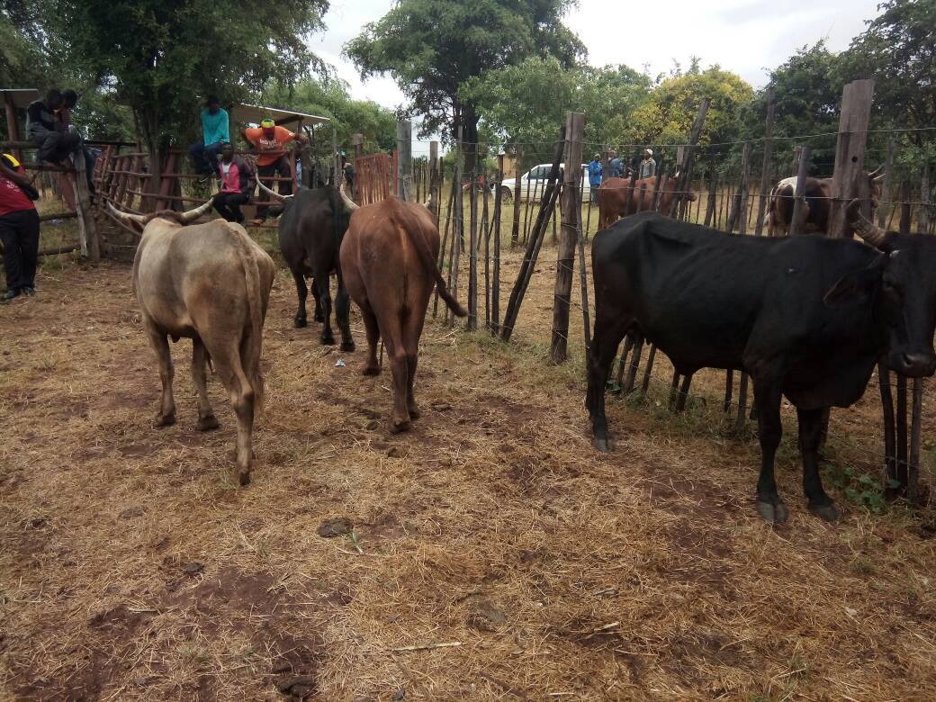 As Rushinga RDC we hold... - Rushinga Rural District Council