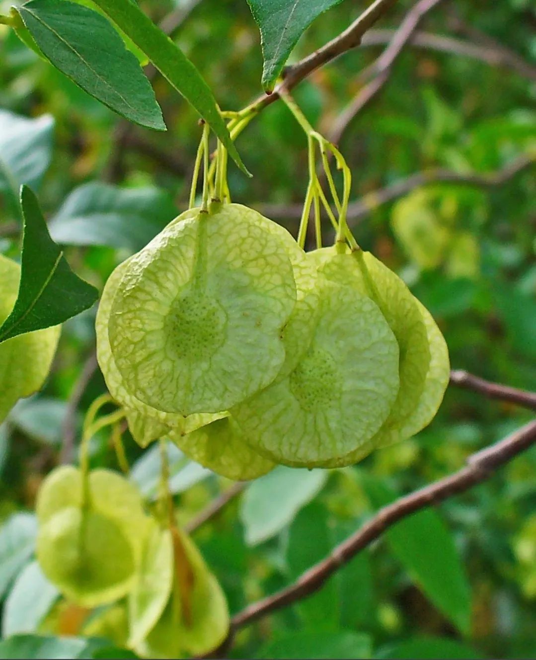 Ptelea trifoliata • Hop Tree The... - Southern Branch Nursery | Facebook