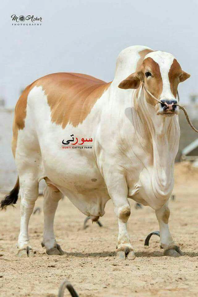 bagh-e-ismaeel-cattle-farm