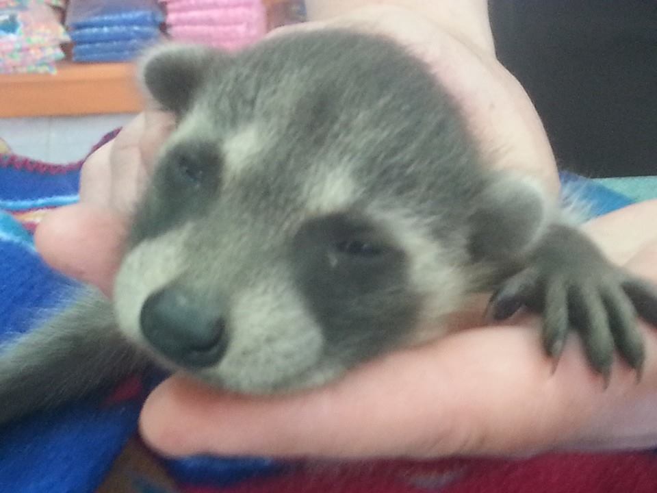 Rescue Raccoon Animalerie Felix Pet Shop Facebook