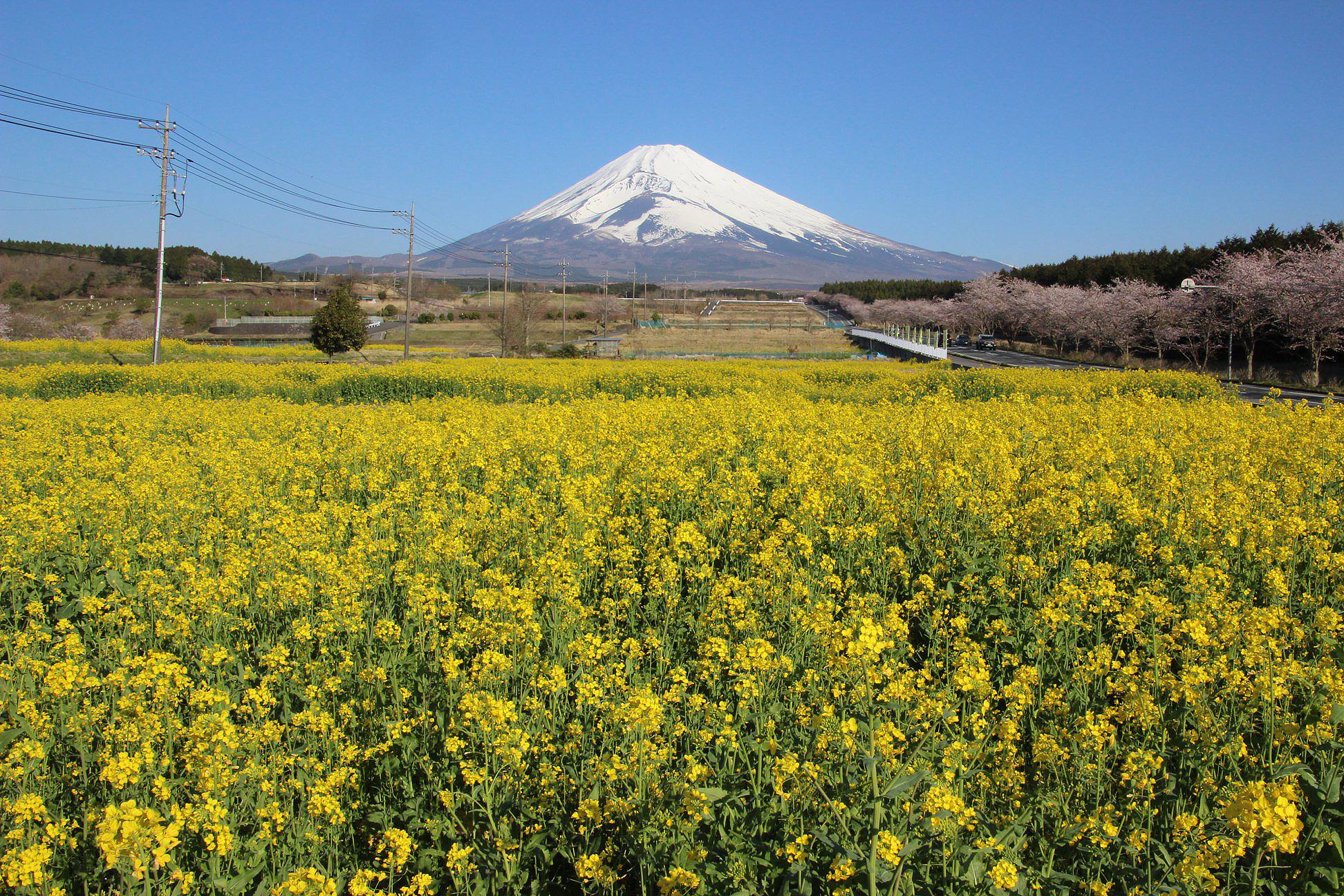 裾野市観光協会