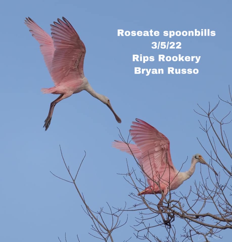 Our Roseate Spoonbills are... - Rip Van Winkle Gardens | Facebook