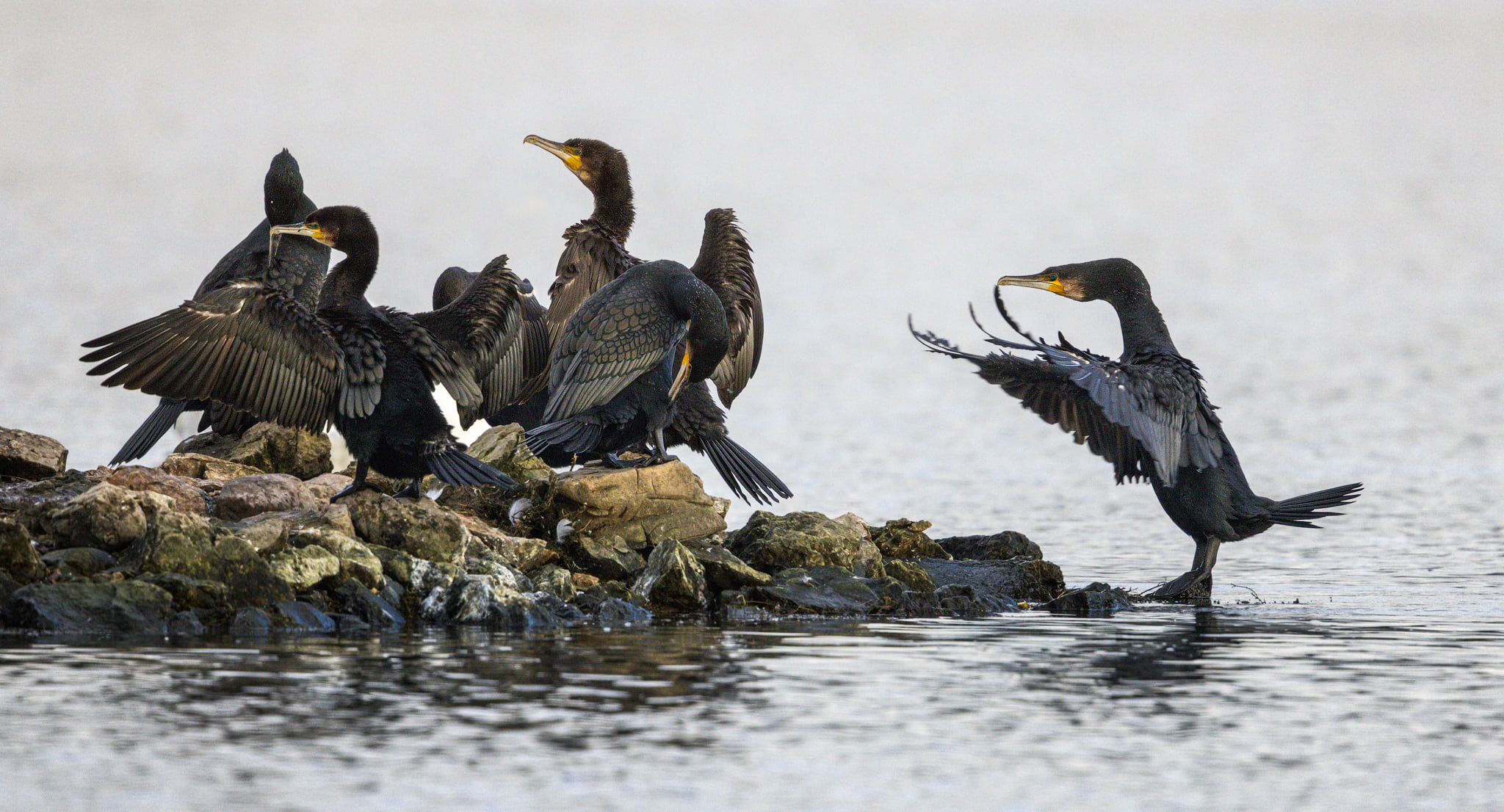 The conductor More new bird images... - Bradverts Multimedia