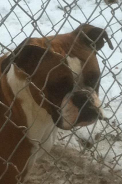 Grandview Ridge Boxers | Winfield WV