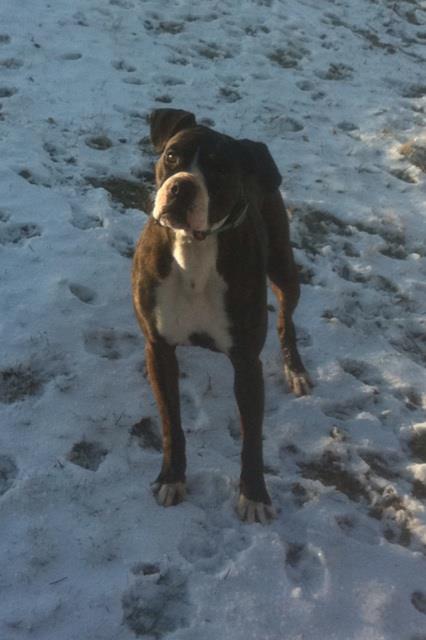 Grandview Ridge Boxers | Winfield WV